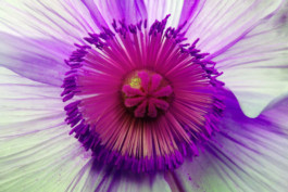 Naturheilpraxis Caroline Schneider